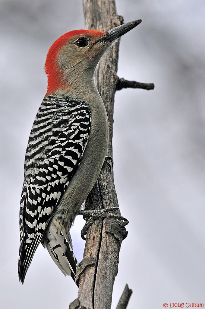 Red Bellied Woodpecker