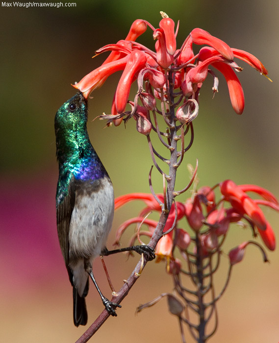 White-Bellied Sunbird