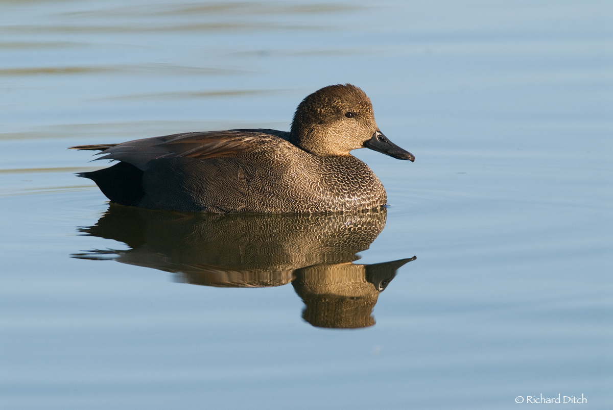 Gadwall