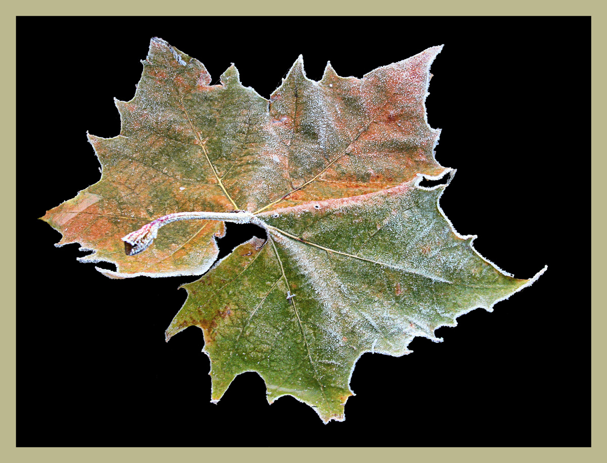 Frosted Leaf #2