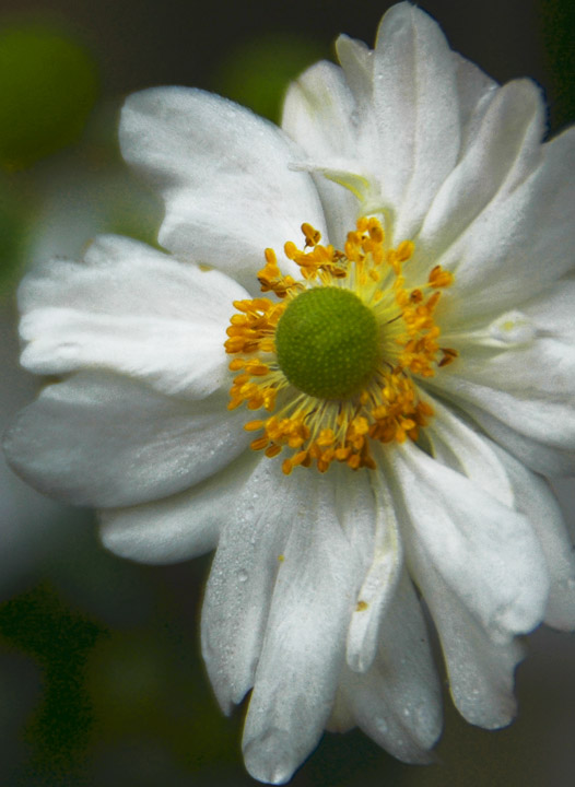 White Anemone