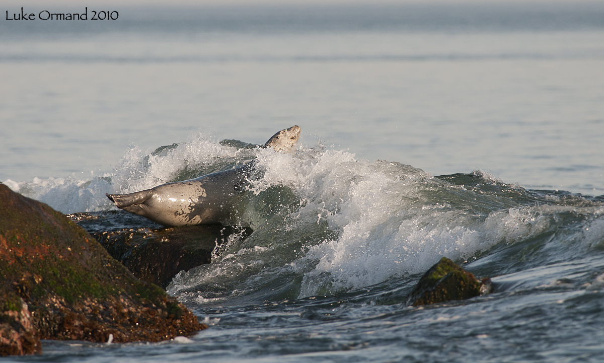 Harbor Seal Splash