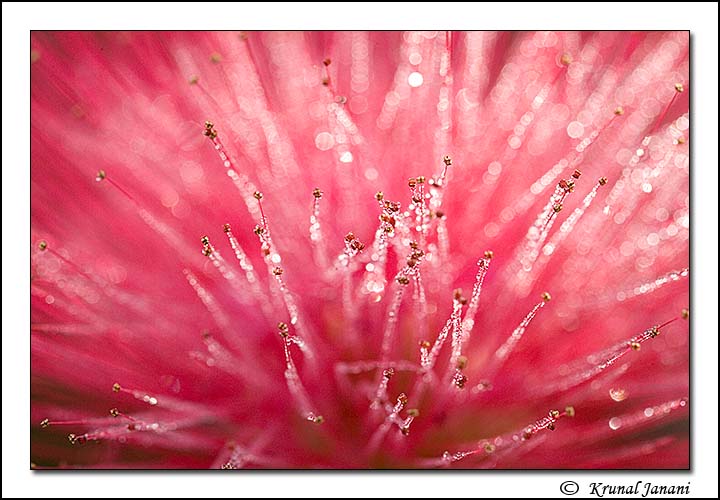 Bottlebrush