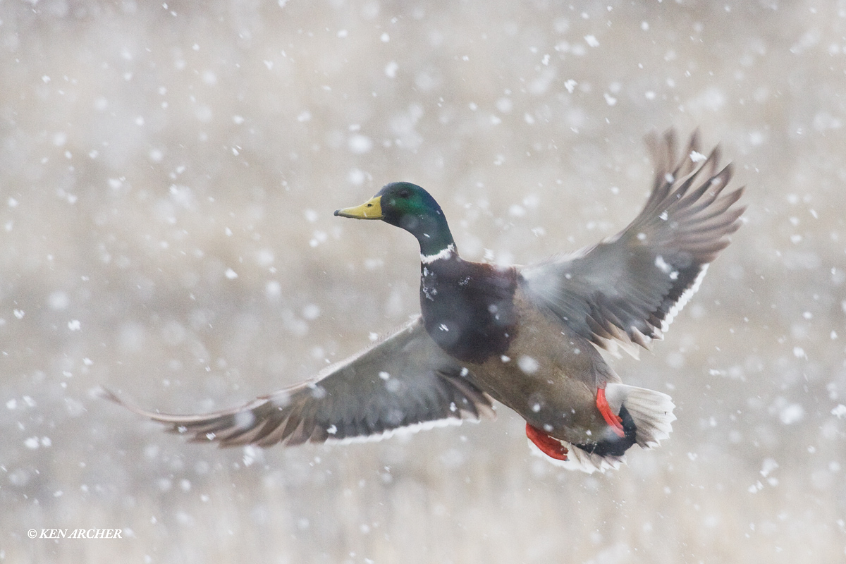 Mallard Drake