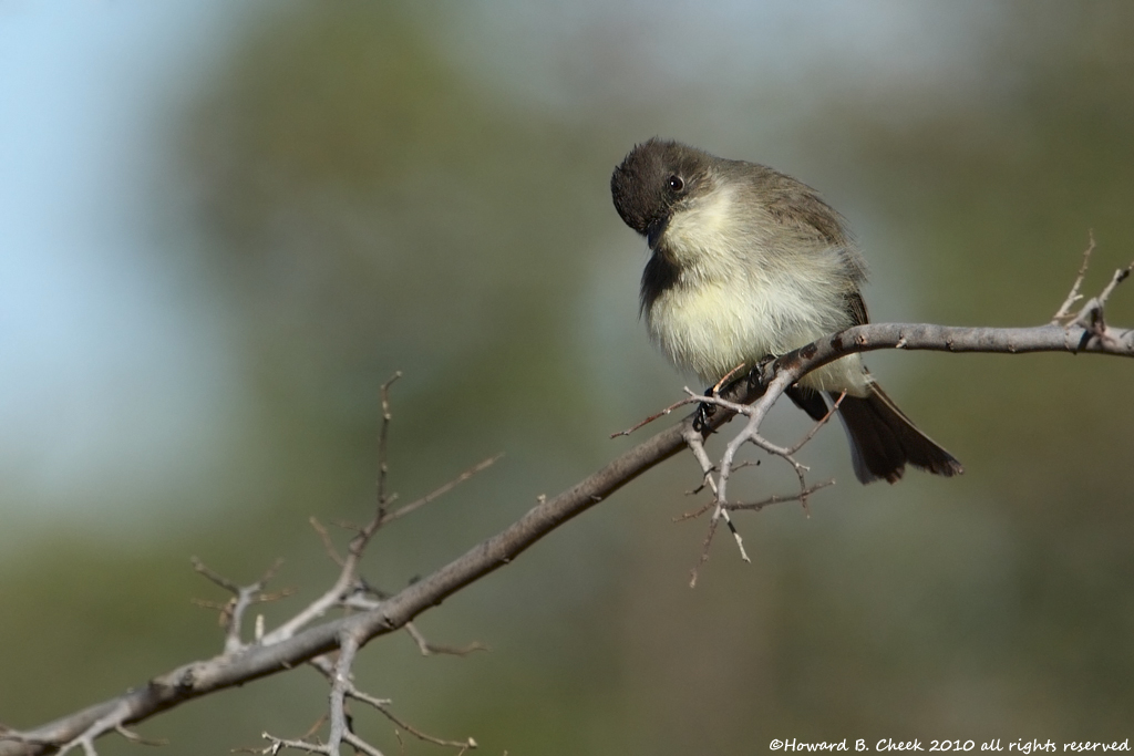 Eastern Phoebe