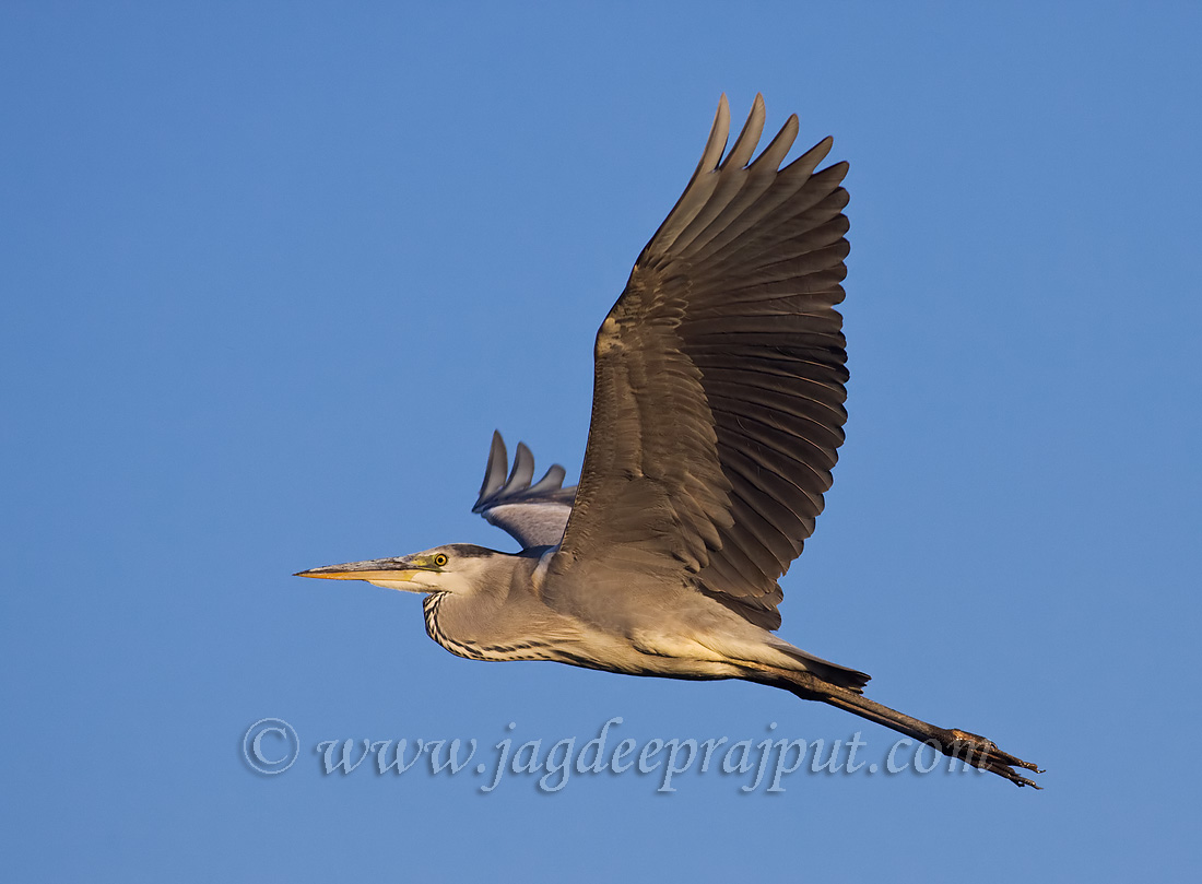 Grey Heron