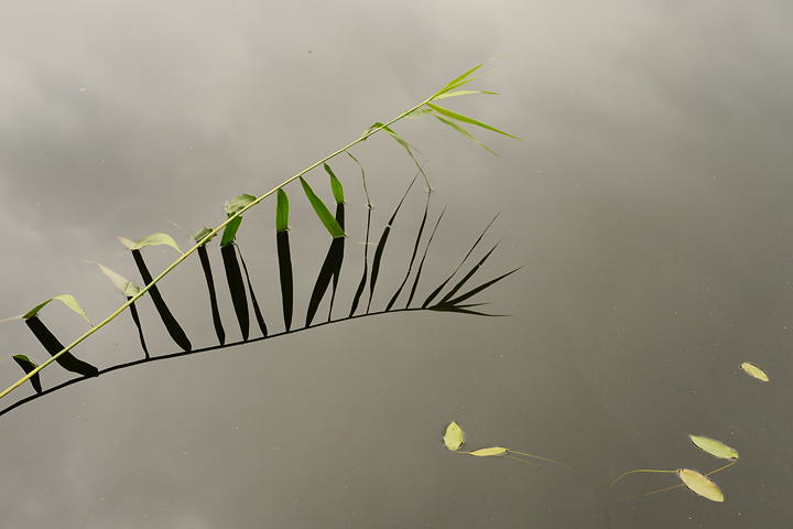 Zen like reflections