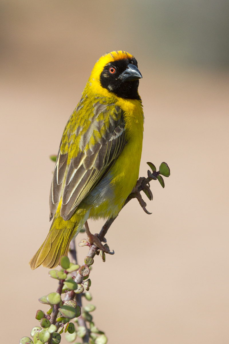 Masked Weaver