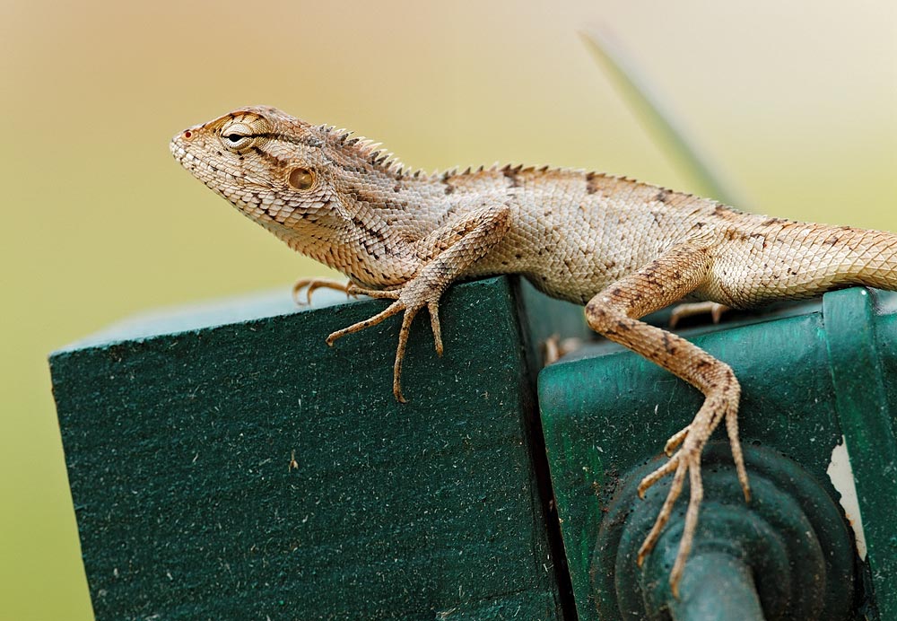 Lizard pano