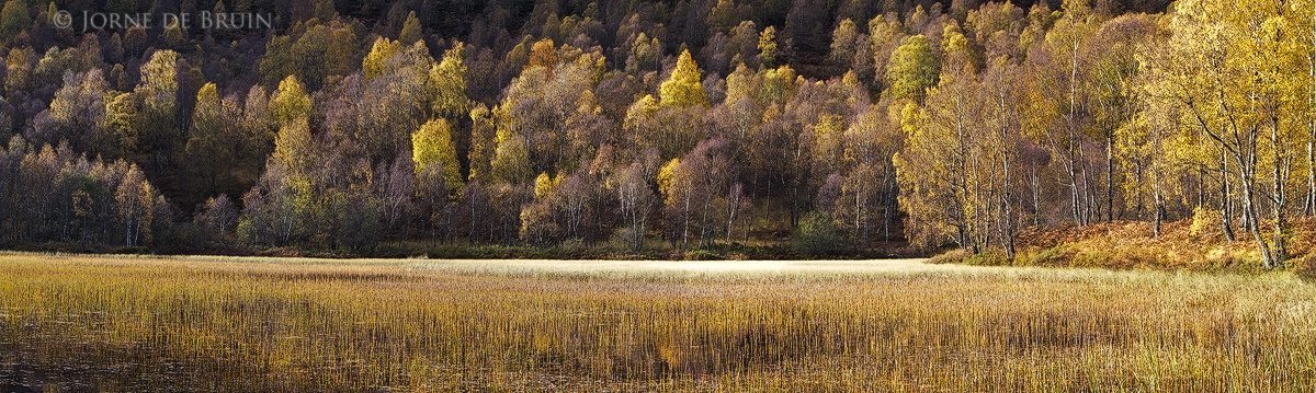 Autumn Gold