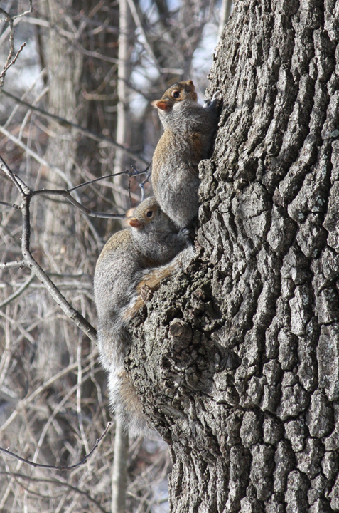 Surprised squirrels