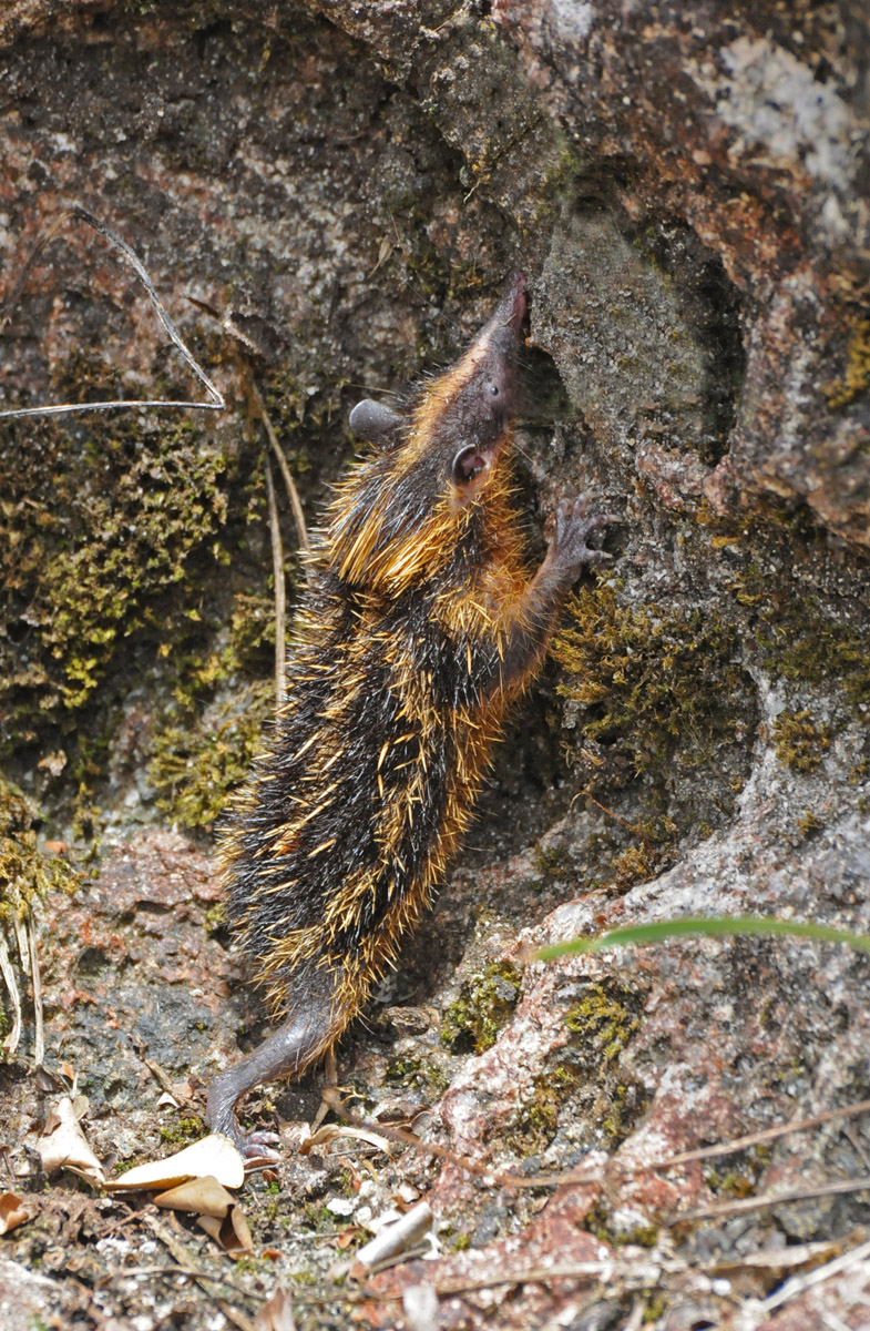 Lowland streaked tenrec