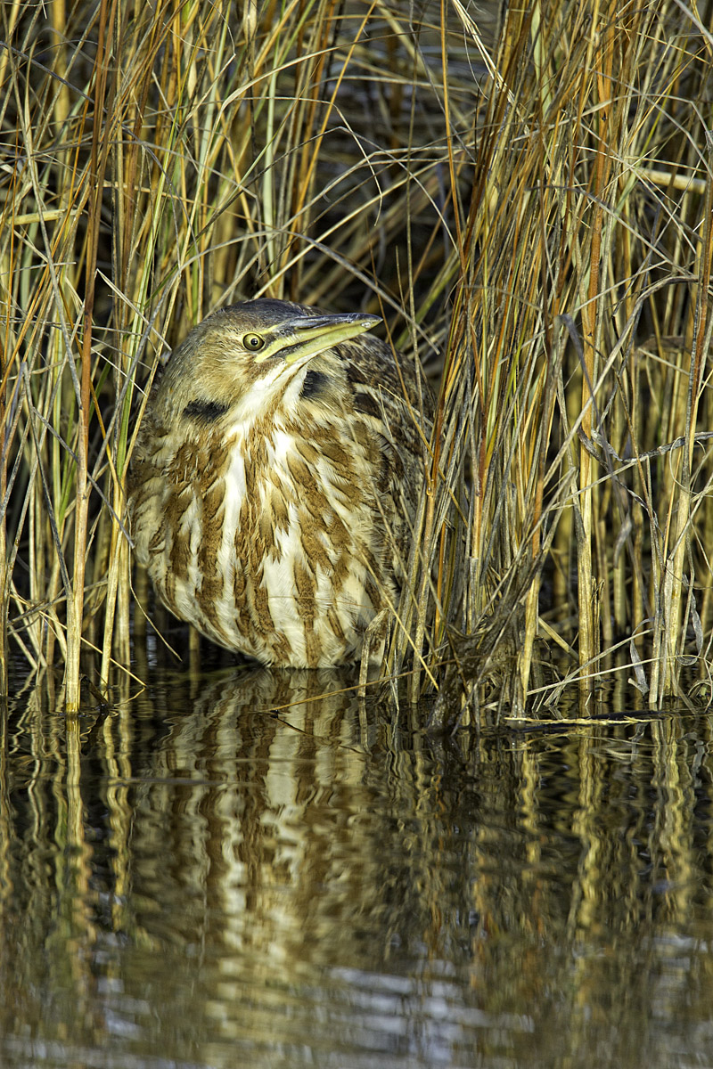 American Bittern   