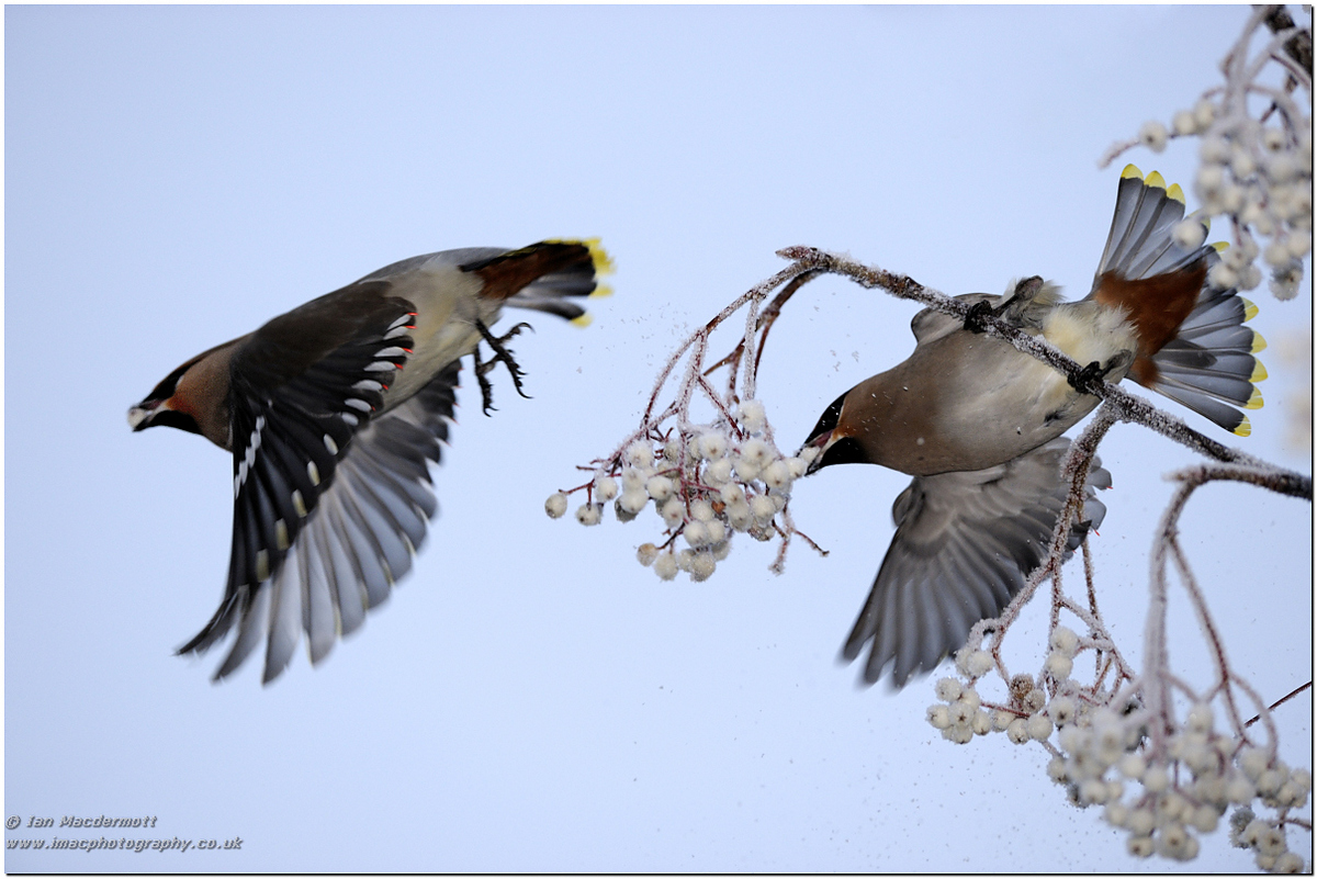 More Waxwings