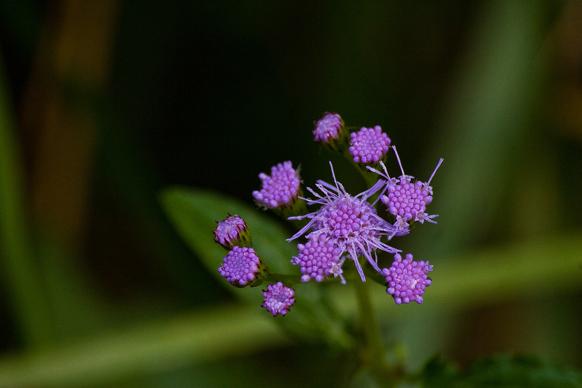 Wild Flower