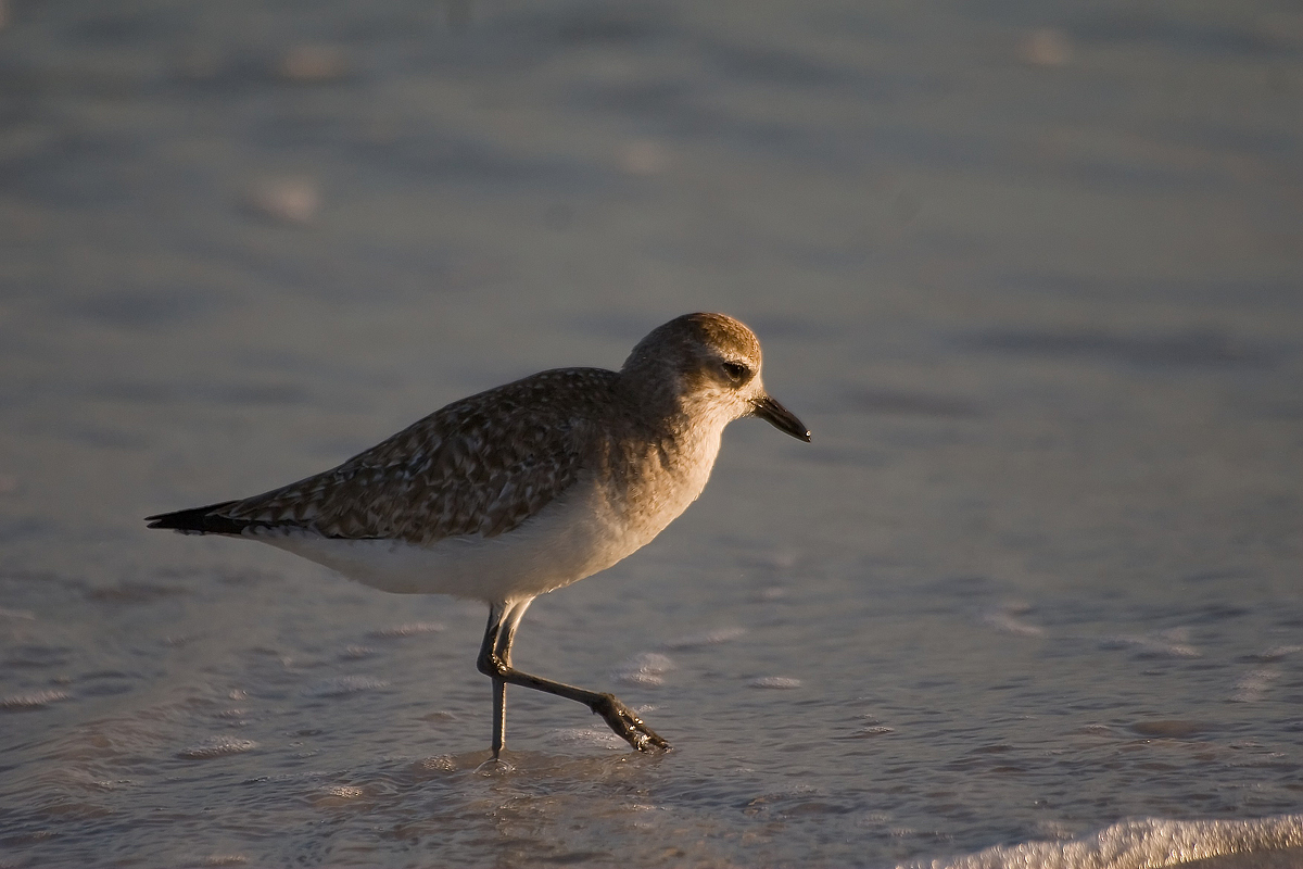 Black-bellied Plover