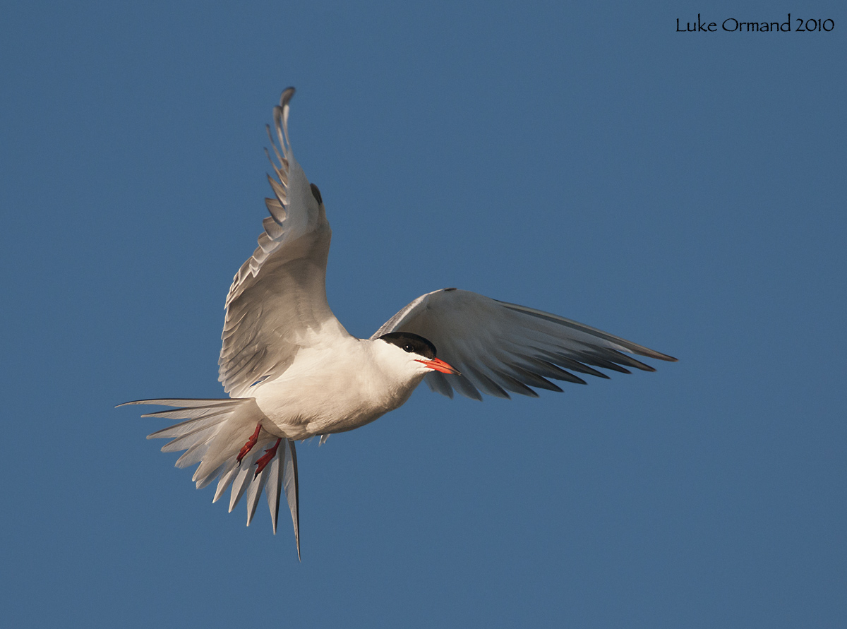 Common Tern Hover