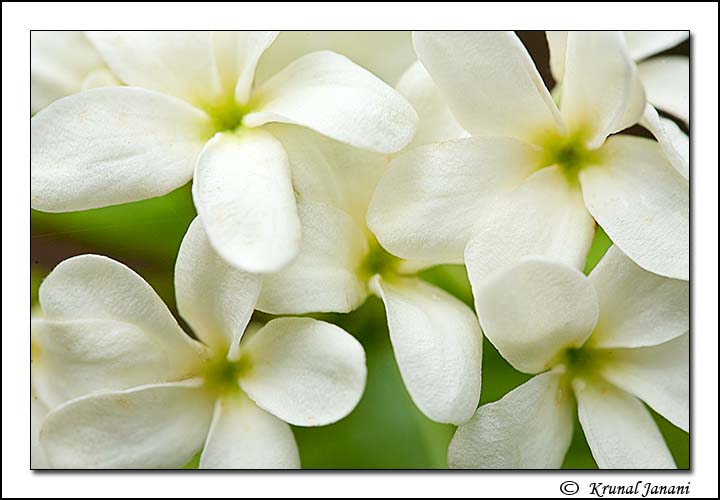 White Sky Flower