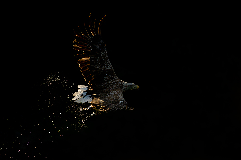 White-tailed eagle