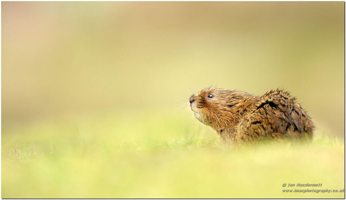 Water Vole on bank