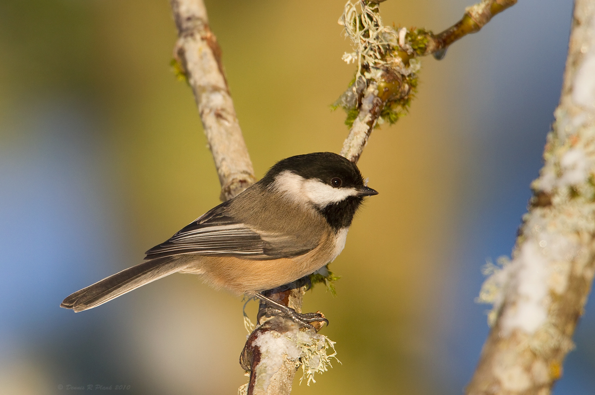 Black-Capped Chickadee