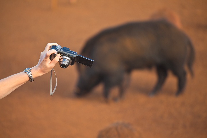 Wildlife Photographer