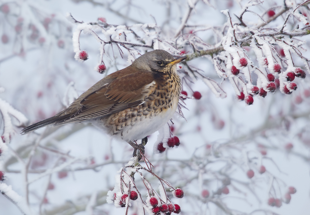 Hoar frost Fieldfare
