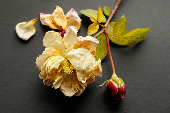 Death of a rose