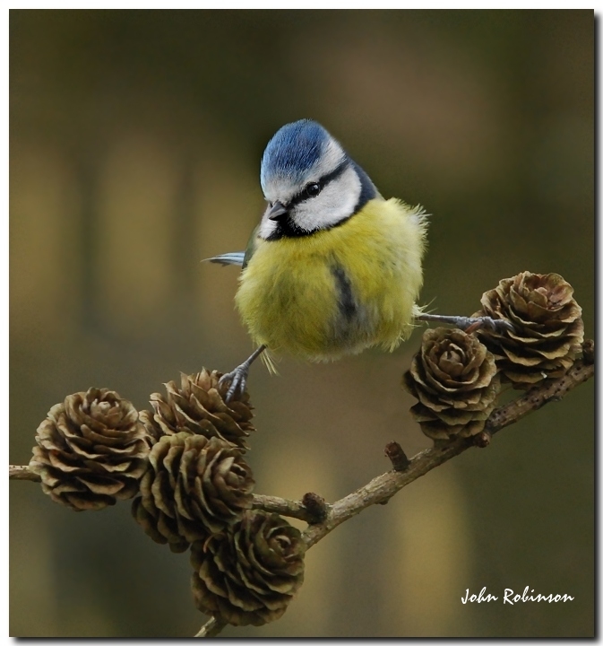 Blue Tit on cones