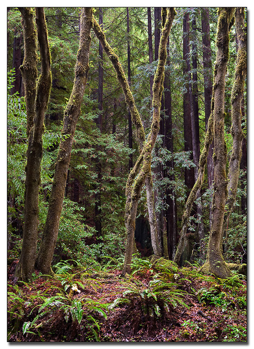 Gazos Creek...