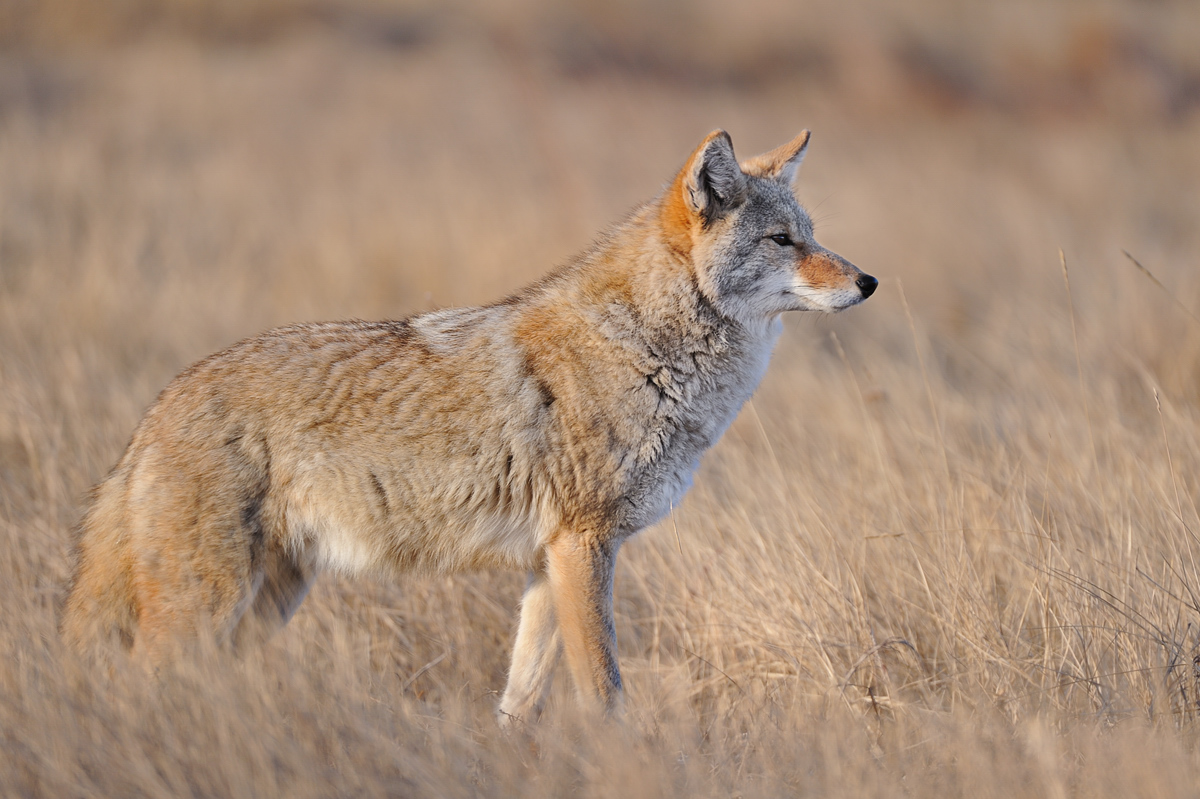 December Coyote