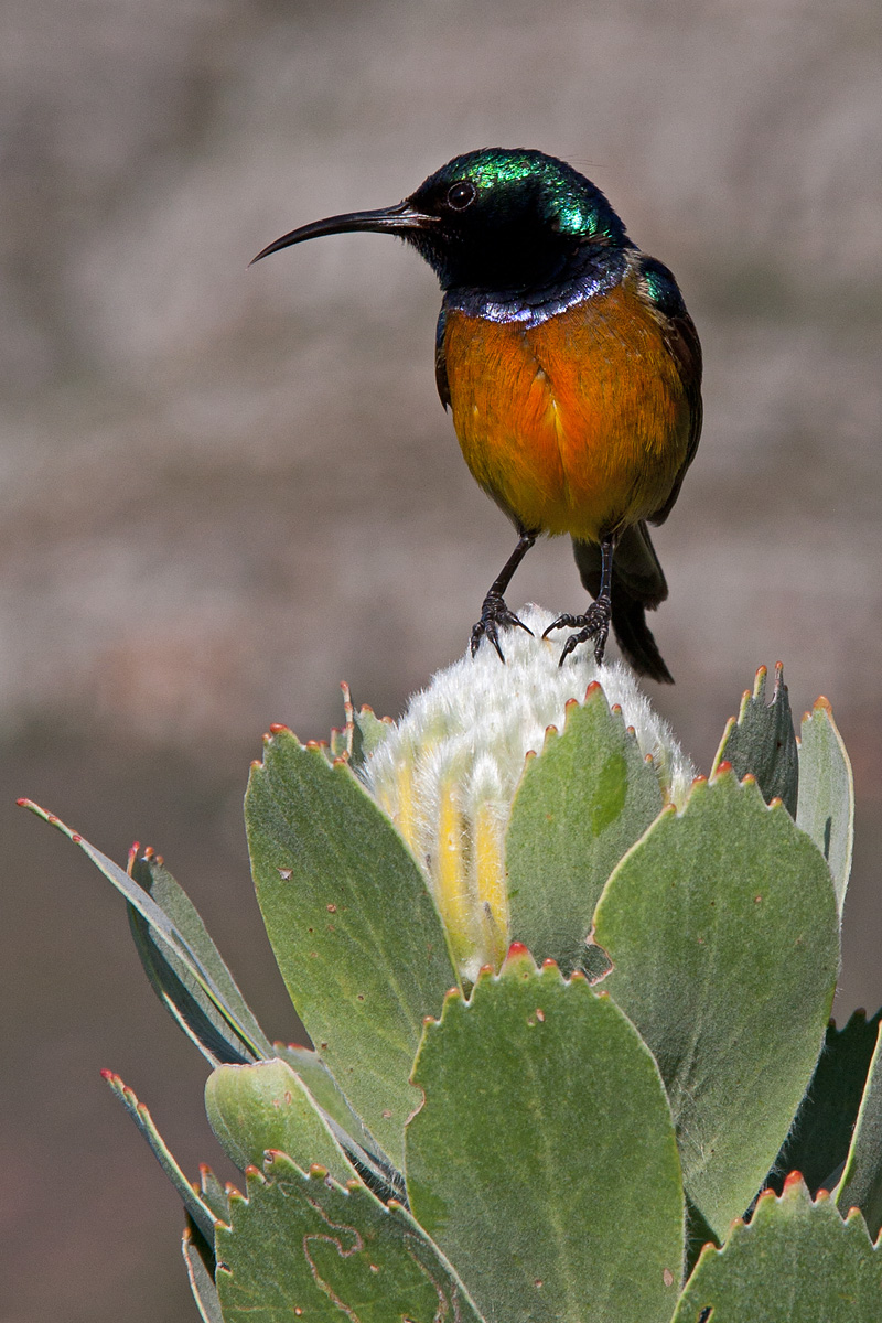 Orange Breasted Sunbird