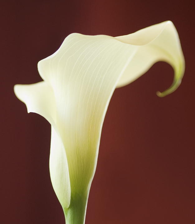 Christmas Calla + B&W