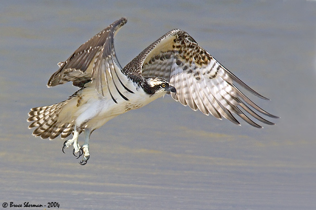 Osprey liftoff