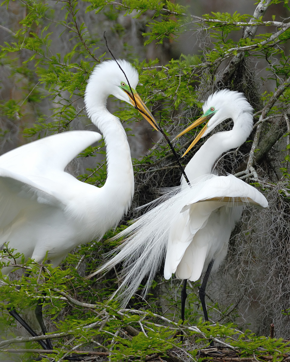 GREAT EGRETS