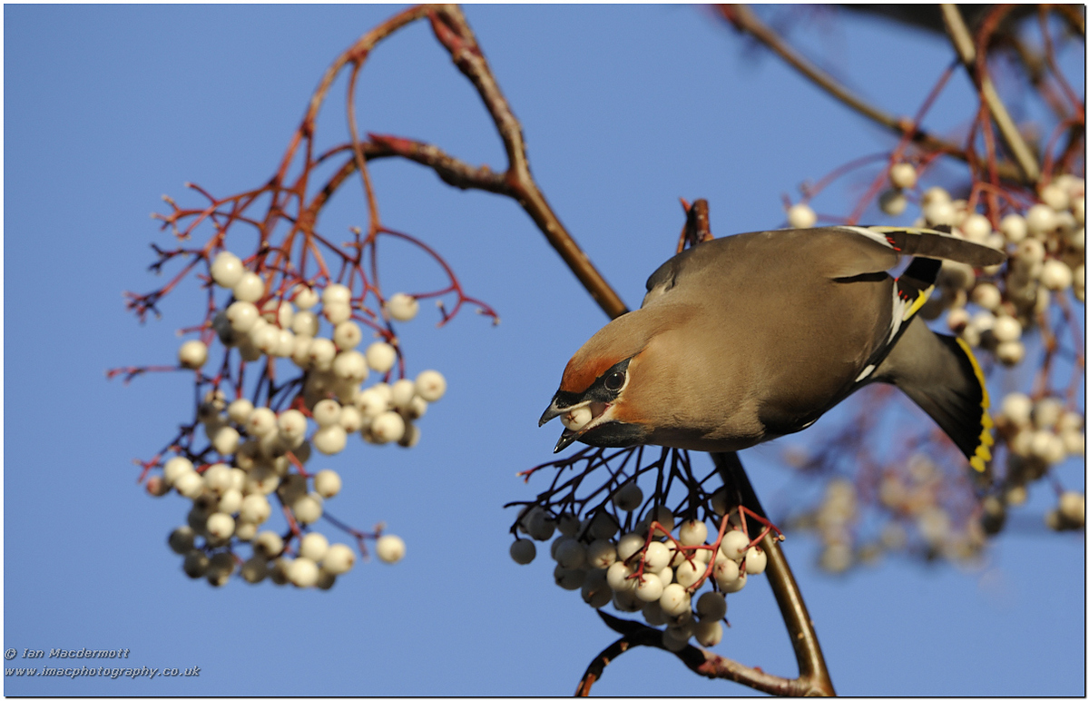 Waxwing in  garden