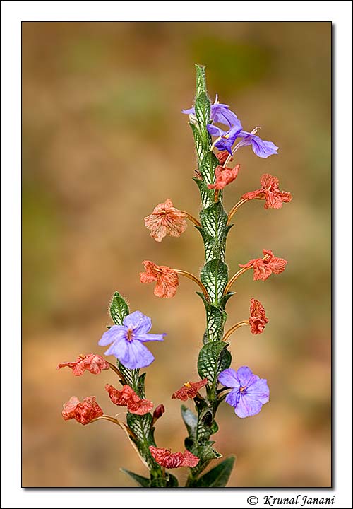 Blue Eranthemum