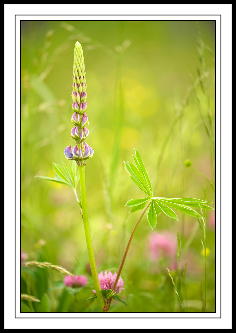 Wildflower Field