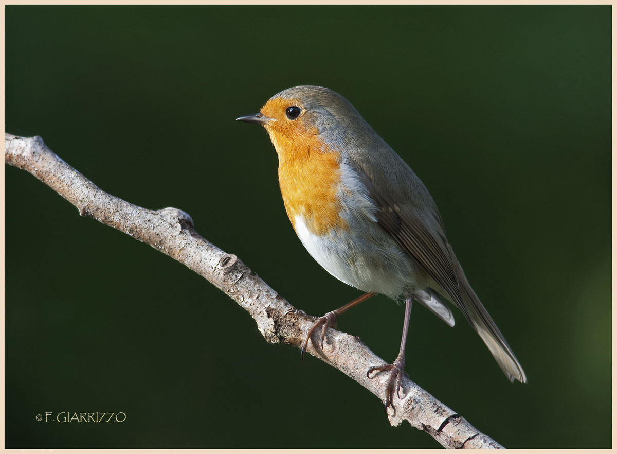 Robin