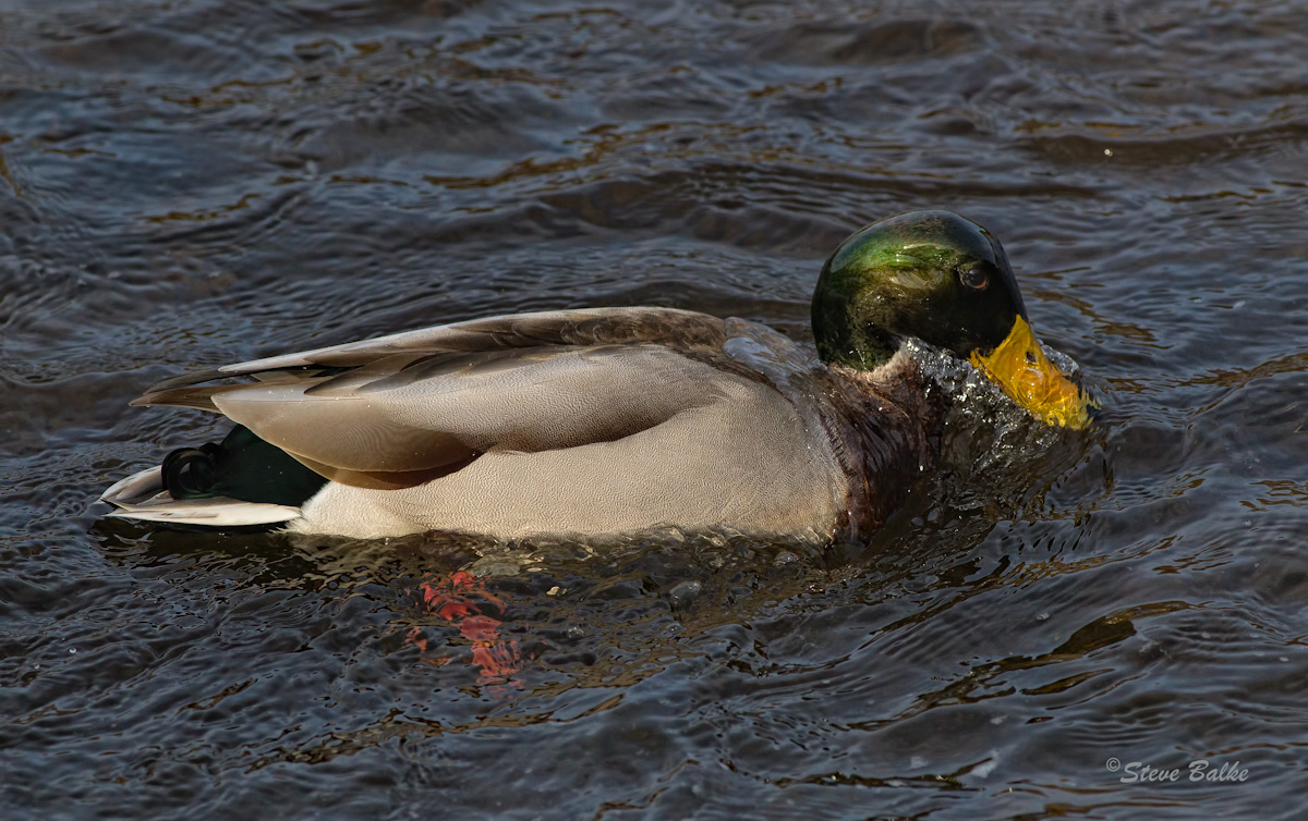 Feathers and Water