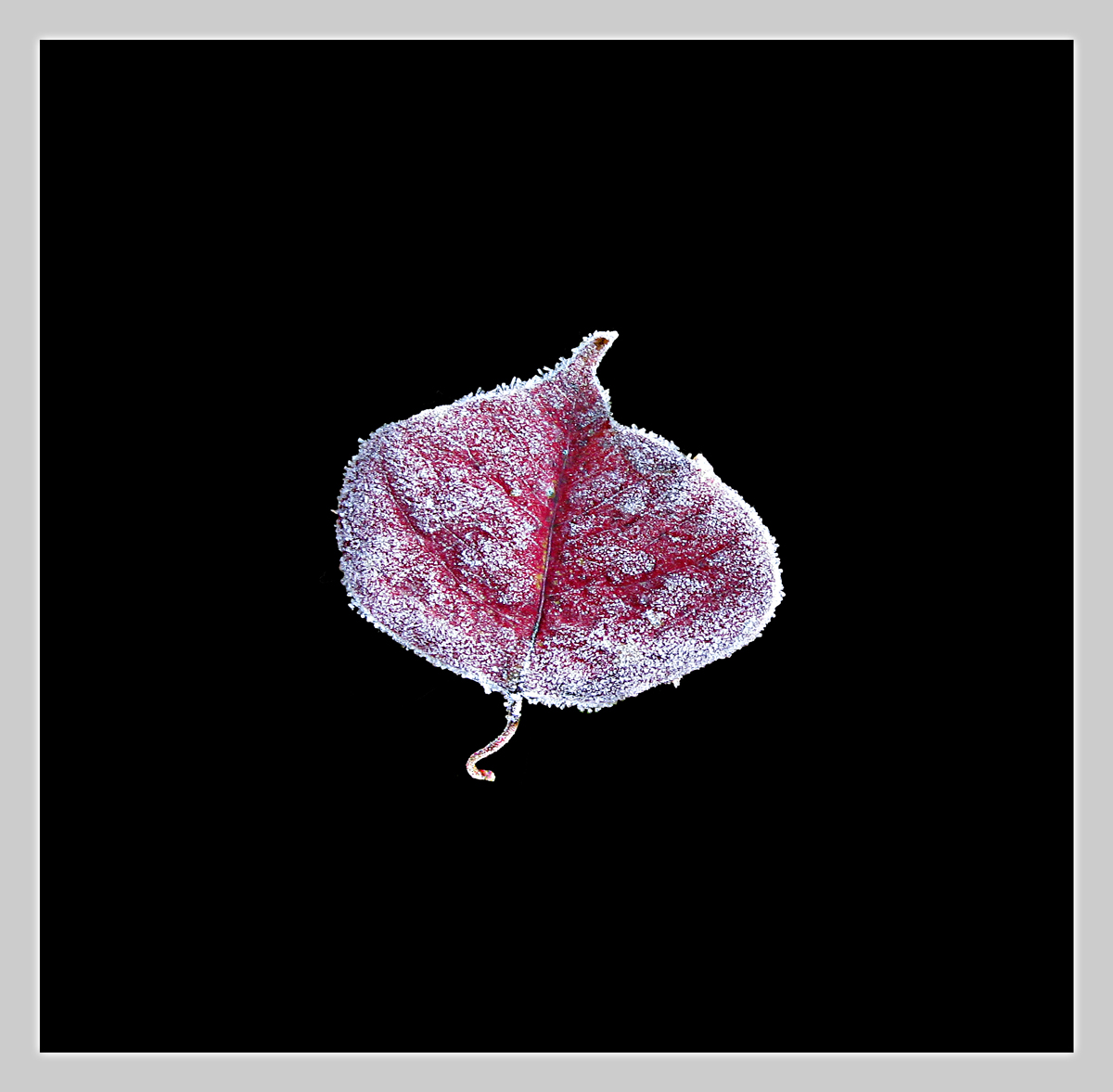 Frosted Leaf #3