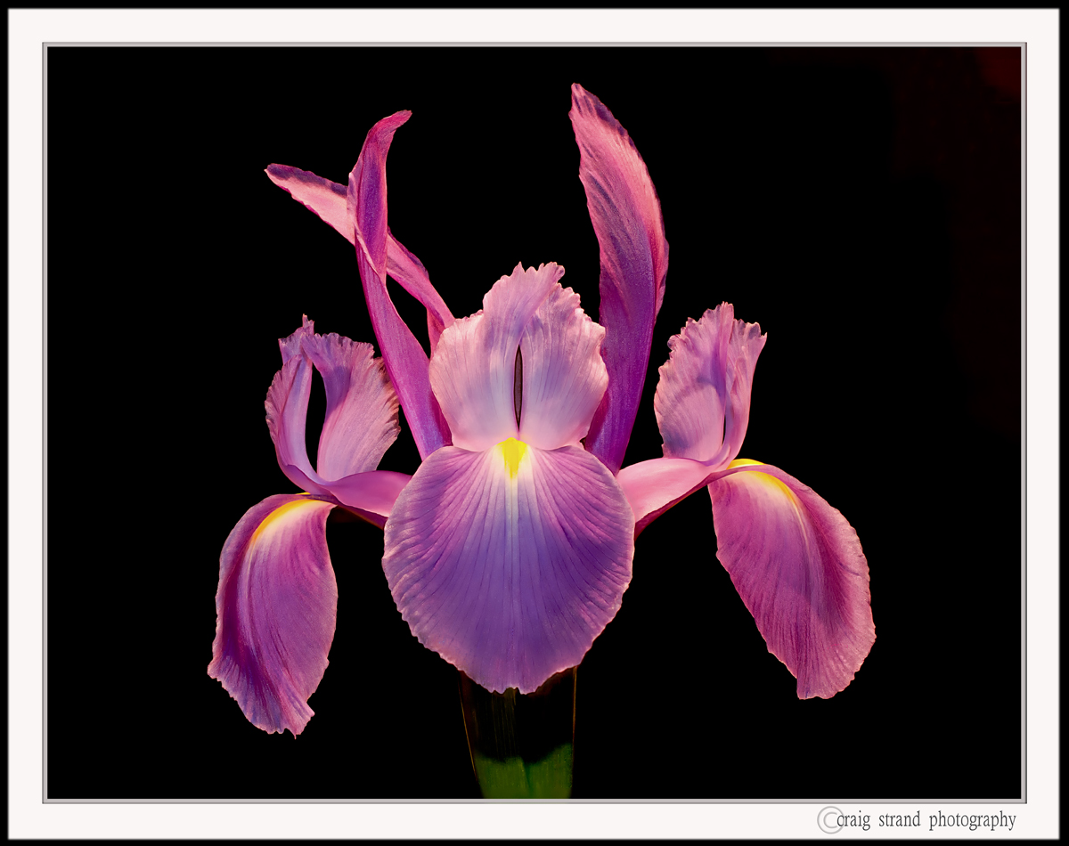 Rainy Day Iris