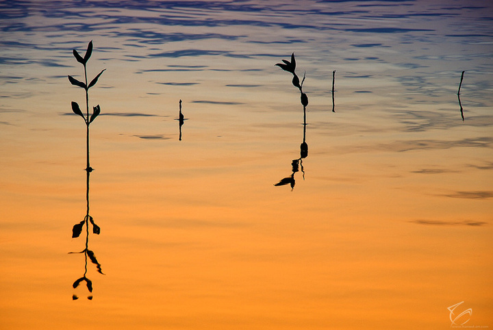 Sunset Mirror 