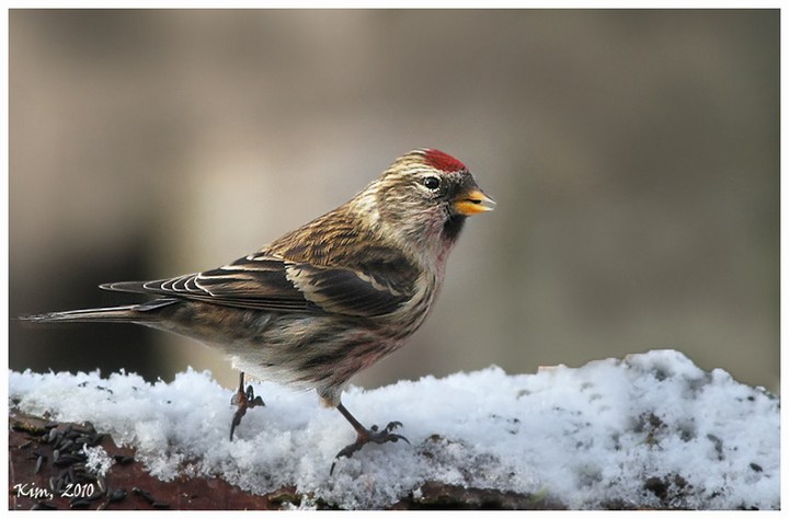 Redpoll