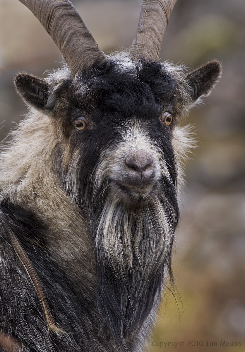 Wild Goat