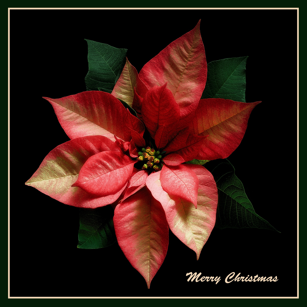 Christmas Poinsettia