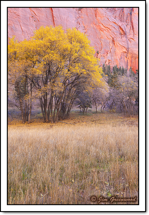 Kolob Meadow