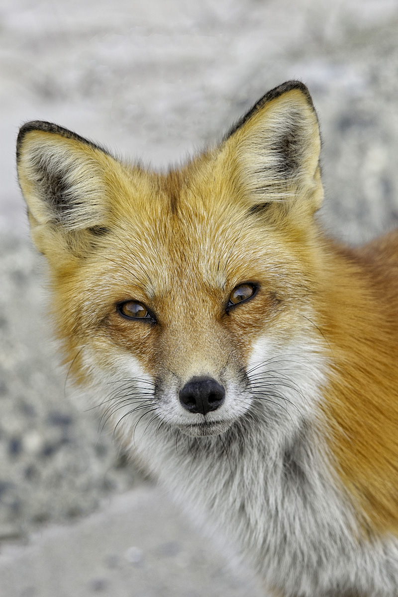 Fox Portrait II