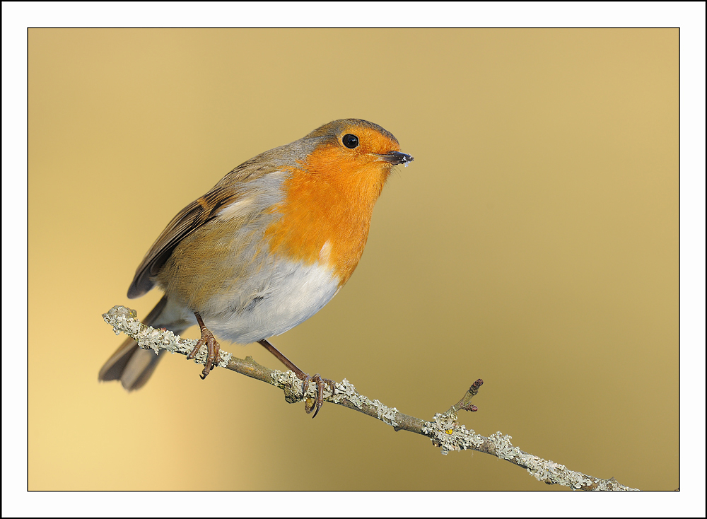 Robin