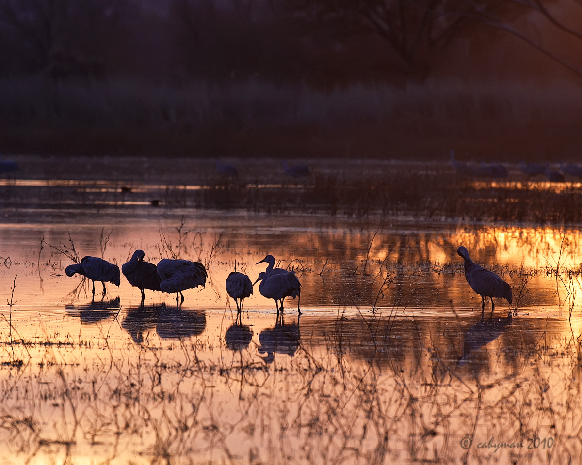 Bosque Sunrise REPOST